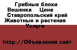 Грибные блоки “Вешенка“ › Цена ­ 90 - Ставропольский край Животные и растения » Услуги   